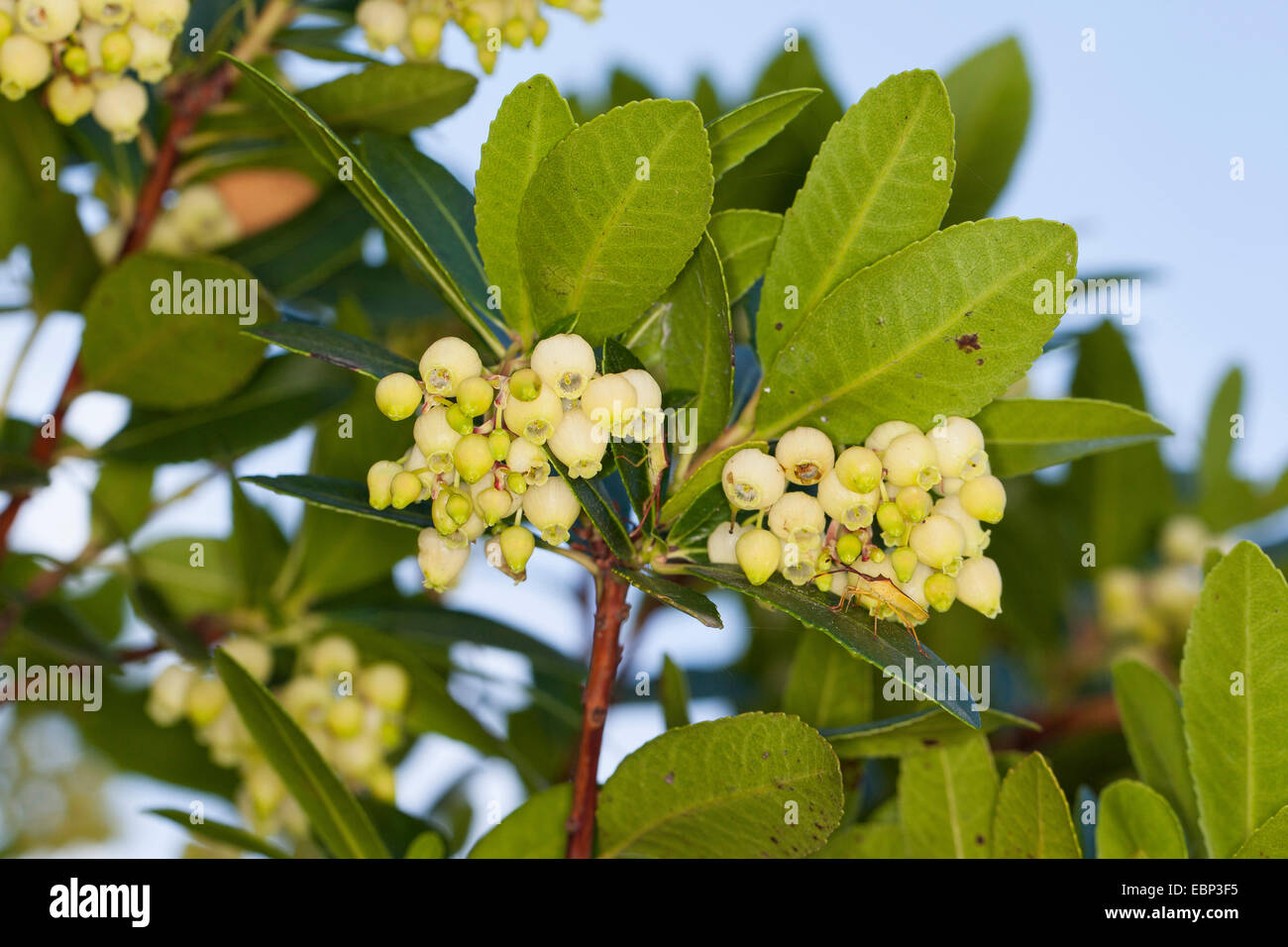 Arbutus Unedo Albero Di Corbezzolo - Pianta H 130 Cm In Vaso 20 Cm Con Frutti Commestibili Albero Mediterraneo Sempreverde - 4