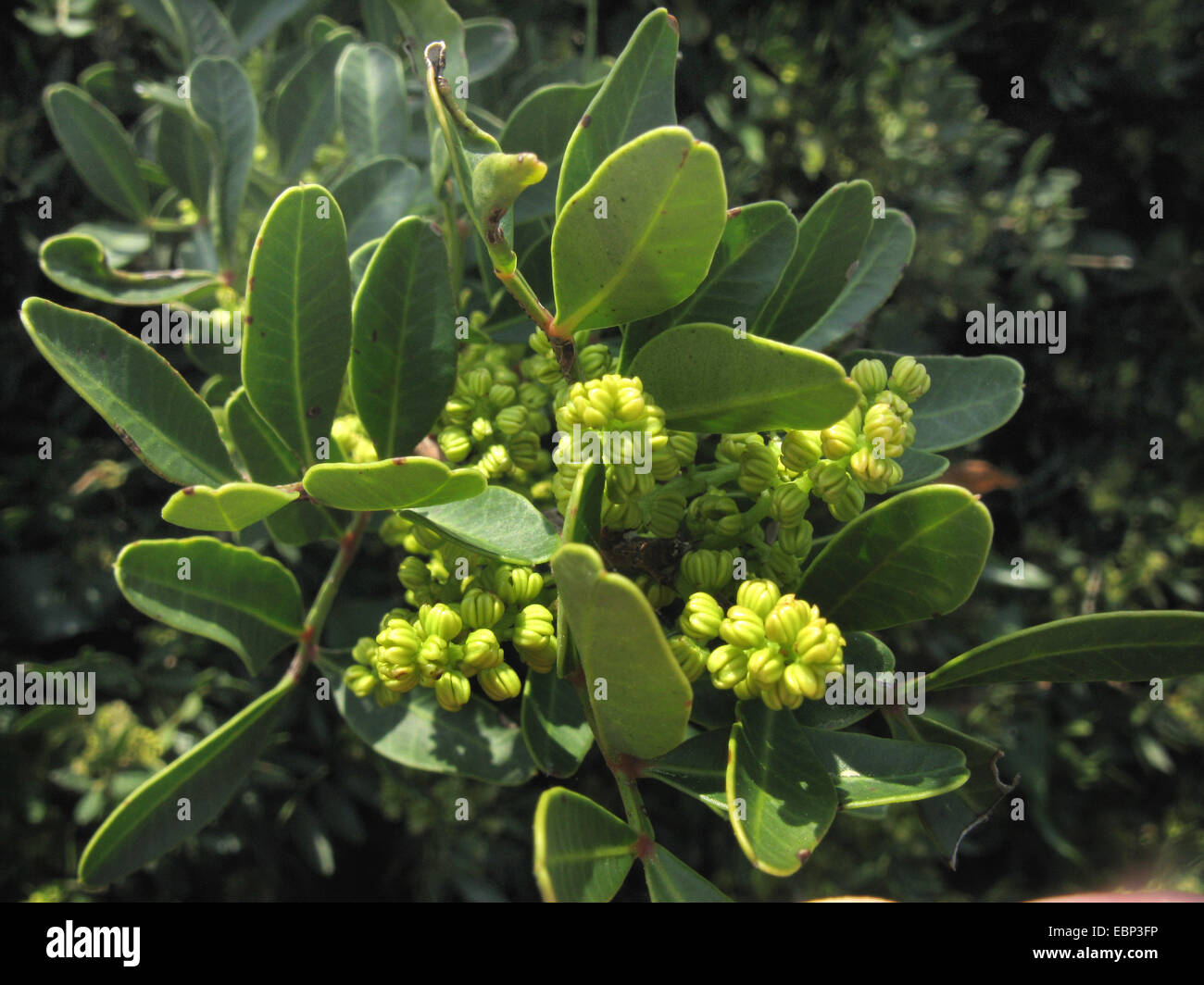 Il mastice, lentisco (Pistacia lentiscus), rami con fiori maschili, Grecia, PELOPONNESO Foto Stock