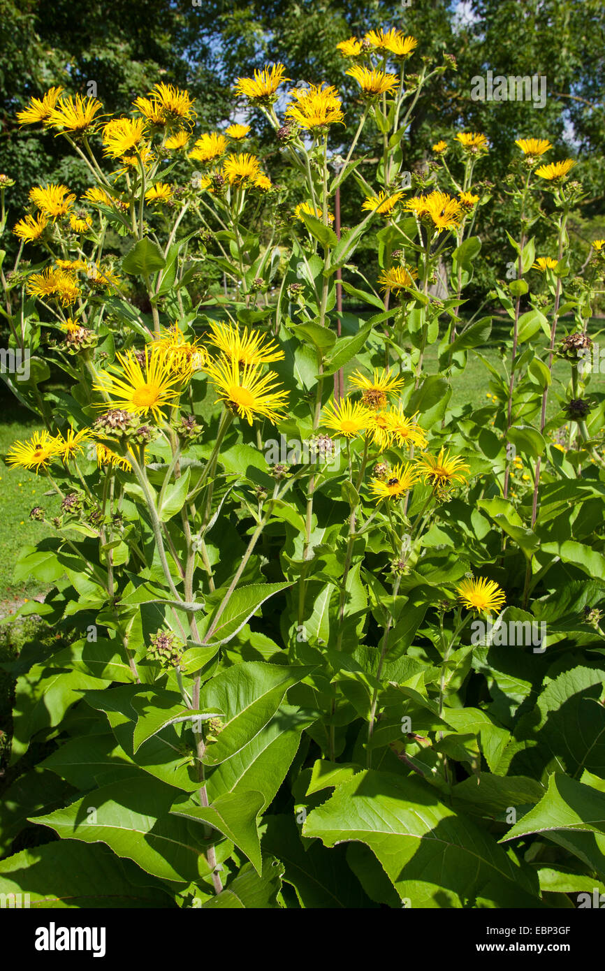 Appariscente enula, Giant Inula, Fleabane gigante (Inula magnifica), fioritura Foto Stock