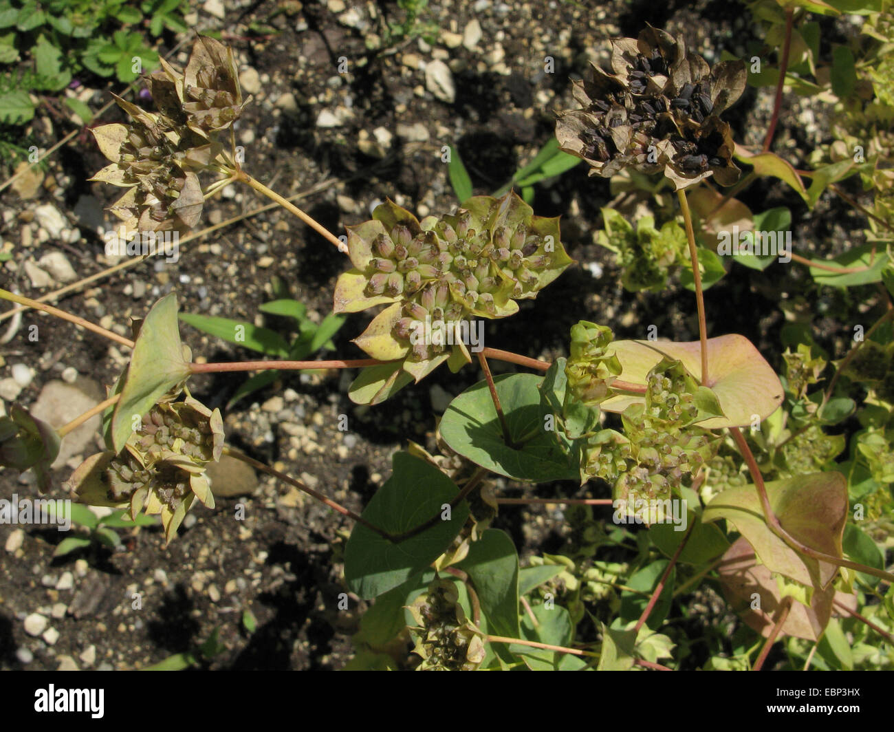 Accurata-cera, round-leaf thorowax (Bupleurum rotundifolium), la fruttificazione, Germania Foto Stock
