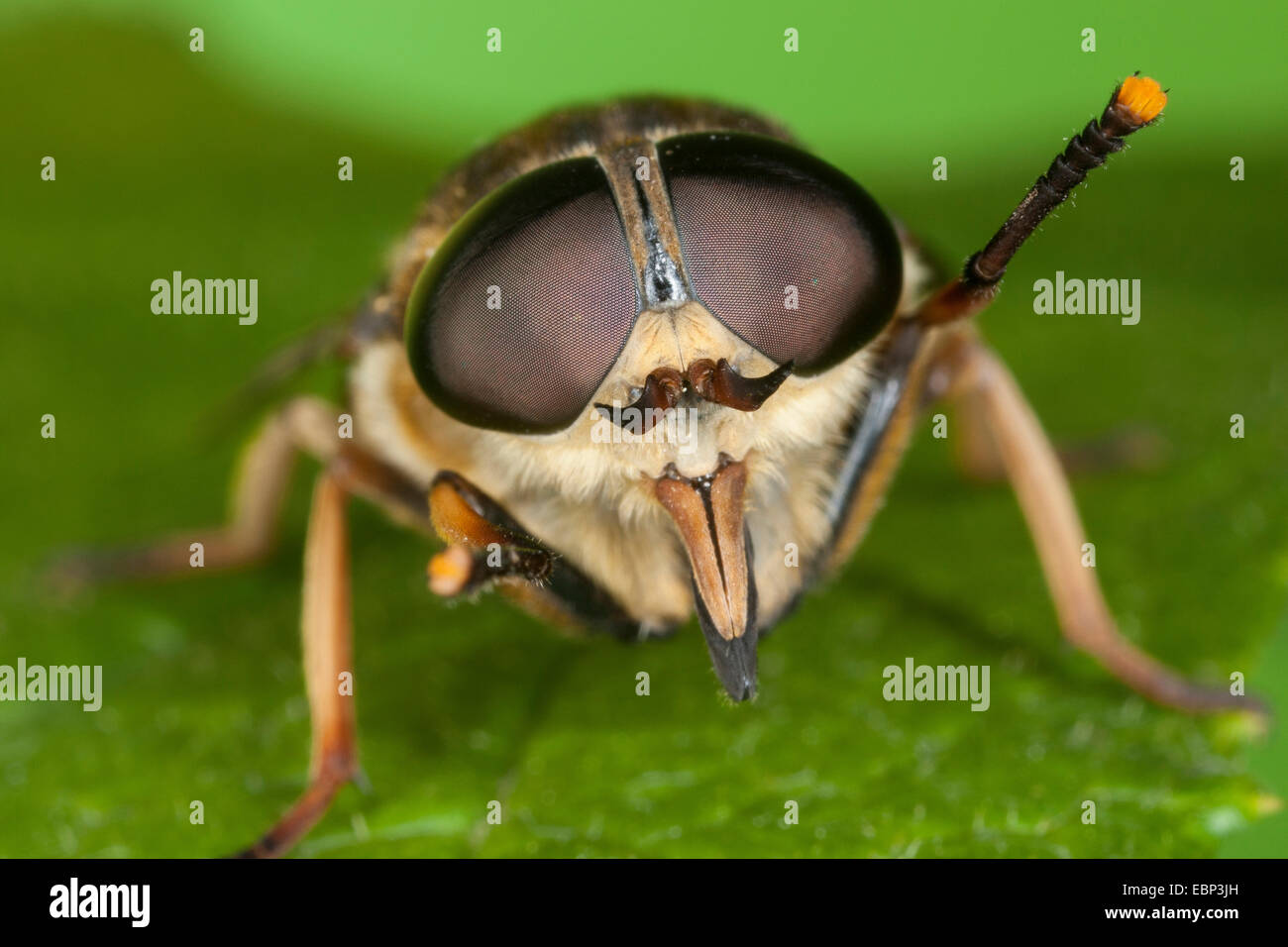 Horsefly (Tabanus sudeticus), ritratto con occhi composti e apparato boccale pungente, Germania Foto Stock