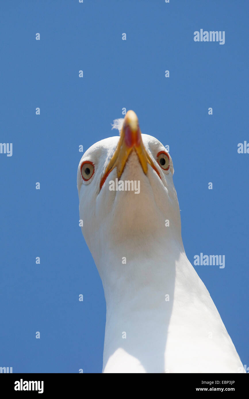 Lesser black-backed gull (Larus fuscus), ritratto, Germania Foto Stock