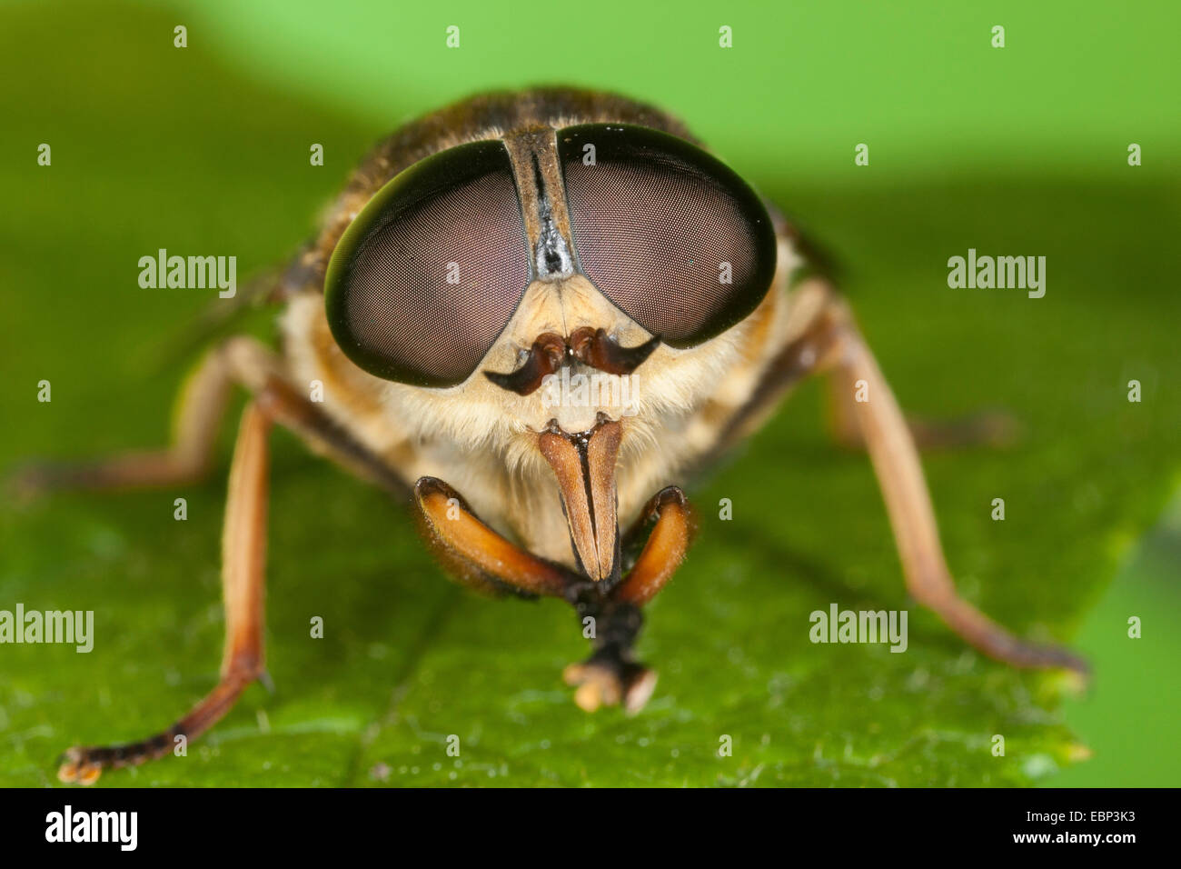 Horsefly (Tabanus sudeticus), ritratto con occhi composti e apparato boccale pungente, Germania Foto Stock