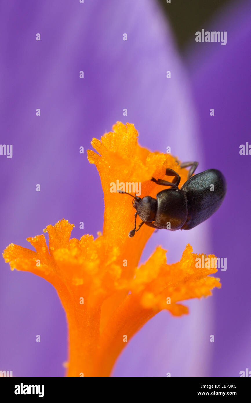 Il polline beetle (Meligethes aeneus, Brassicogethes aeneus), sulla stima di un crocus, Germania Foto Stock