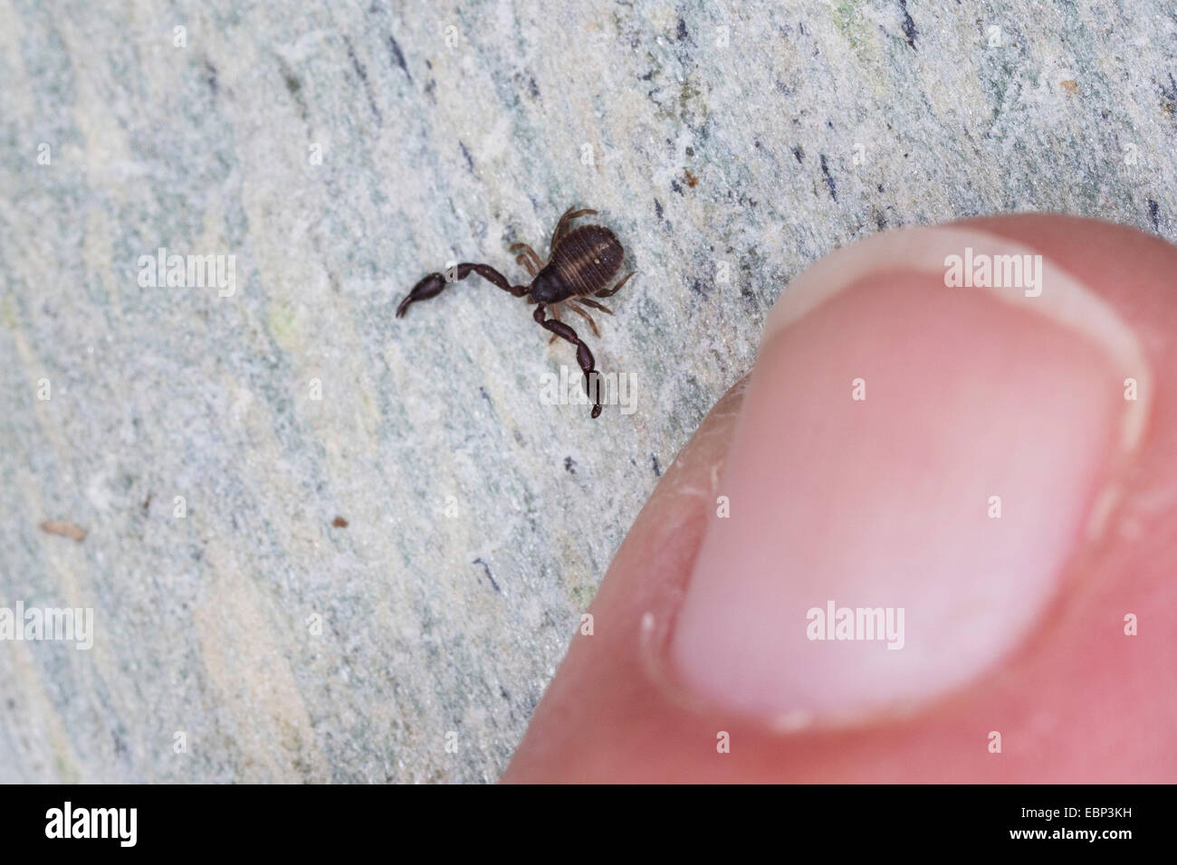 Pseudoscorpion, False scorpion, prenota scorpion (Pseudoscorpiones), con una punta di un dito per il confronto delle dimensioni, Francia, Corsica Foto Stock