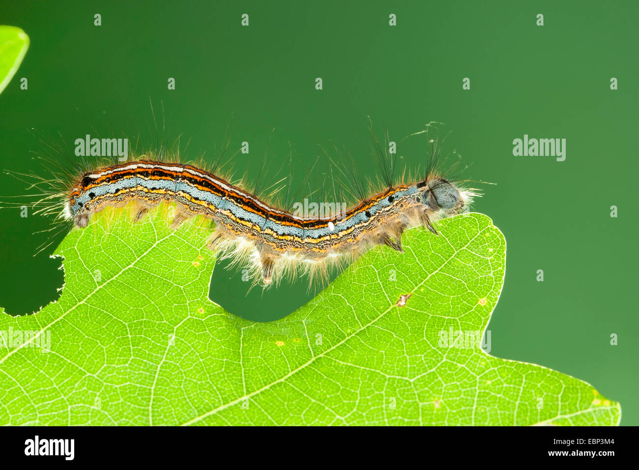 Lacchè, Europeo lackey moth, comune lacchè (Malacosoma neustria, Malacosoma neustrium), Caterpillar alimentazione su foglie di quercia, Germania Foto Stock