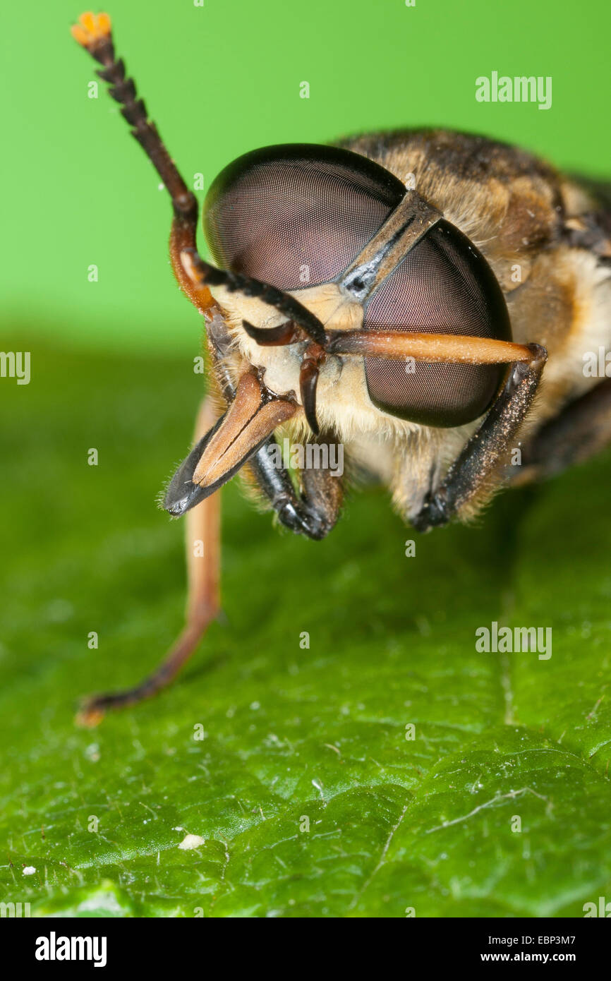 Horsefly (Tabanus sudeticus), toelettatura gli occhi con la zampa anteriore, Germania Foto Stock