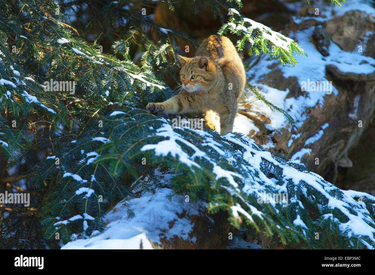 Il gatto selvatico (Felis silvestris), in inverno sul tronco di un albero, in Germania, in Renania settentrionale-Vestfalia, Eifel Foto Stock