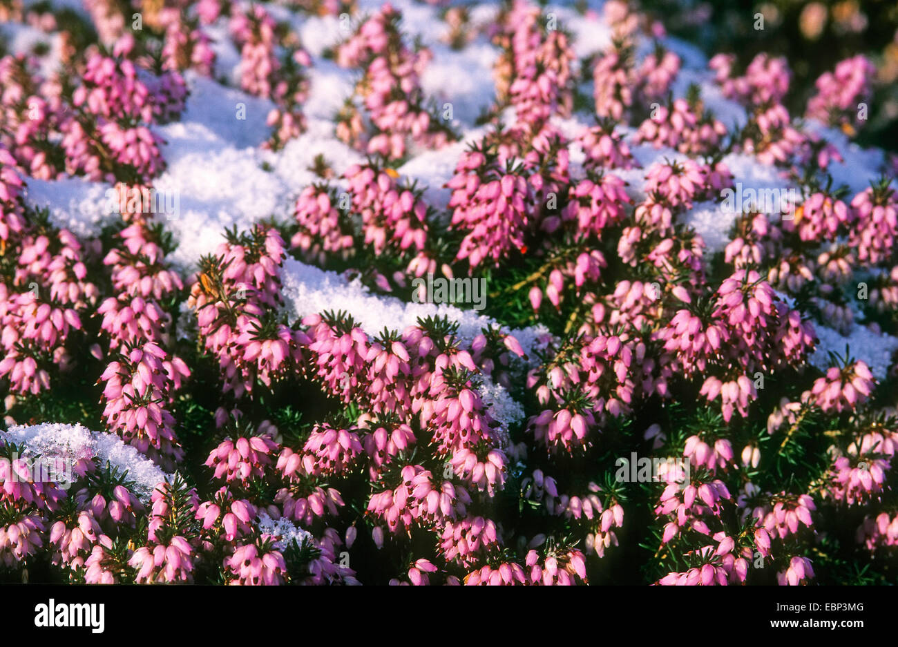 La molla di erica (Erica herbacea, Erica carnea), che fiorisce in neve, Germania Foto Stock