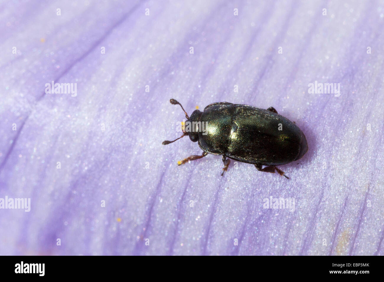 Il polline beetle (Meligethes aeneus, Brassicogethes aeneus), si siede sul petalo di un fiore crocus, Germania Foto Stock