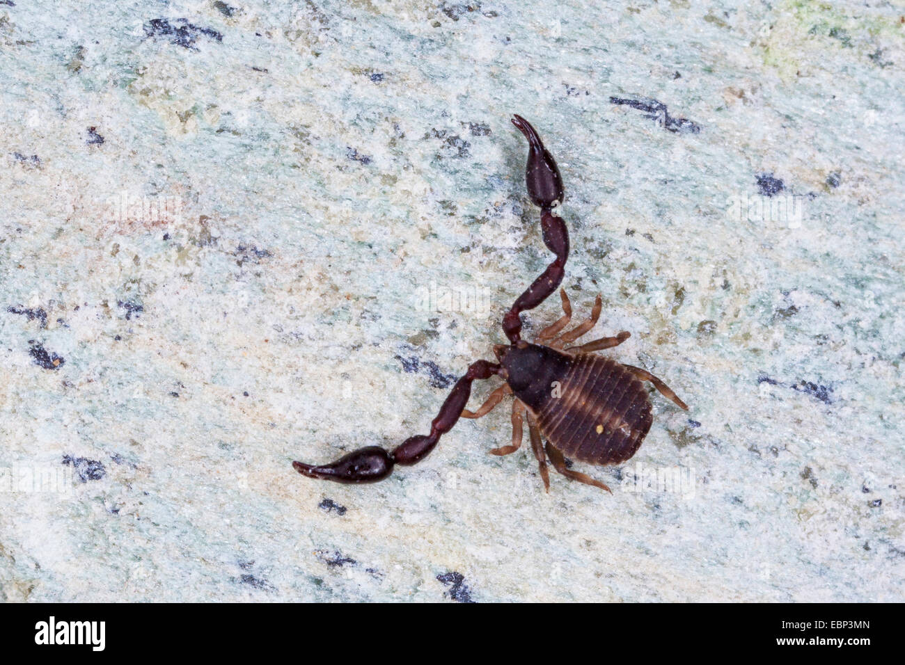 Pseudoscorpion, False scorpion, prenota scorpion (Pseudoscorpiones), su una pietra, Francia, Corsica Foto Stock