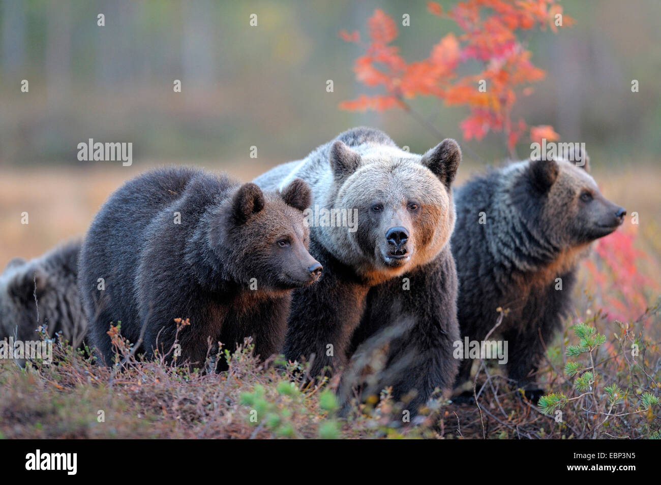 Unione l'orso bruno (Ursus arctos arctos), bearess con tre ragazzi in autunno in finlandese di ormeggiare nella luce della sera, Finlandia Foto Stock