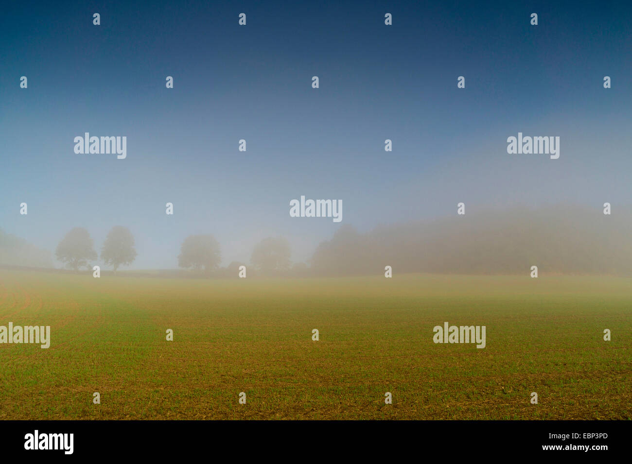 Paesaggio di campo nella nebbia mattutina, in Germania, in Sassonia, Vogtland Foto Stock