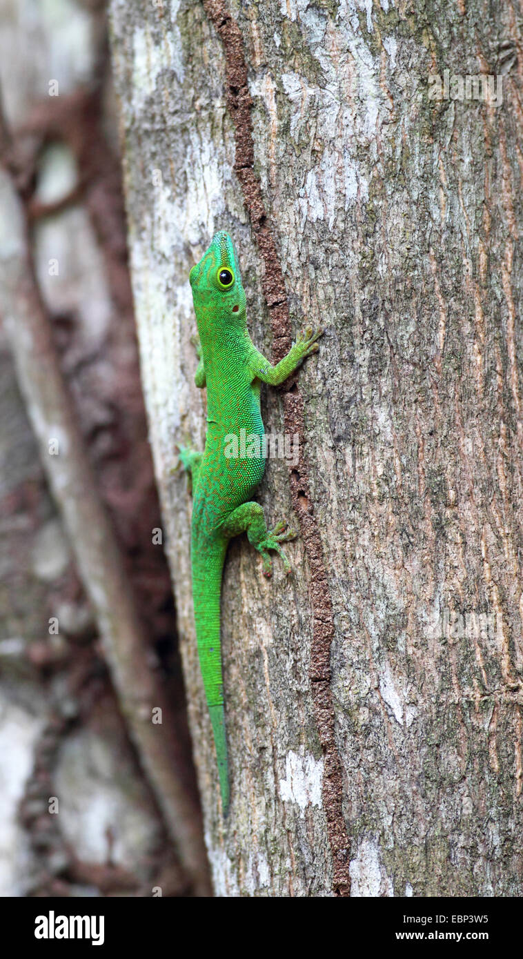 La Digue giorno Gecko (Phelsuma sundbergi ladiguensis), si siede su un albero, Seychelles, La Digue Foto Stock