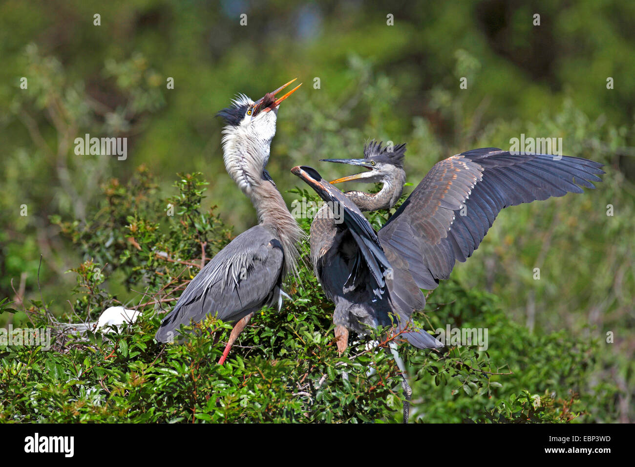Airone blu (Ardea erodiade), Adulto heron porta un pesce come alimento per un quasi fledged bambino uccello, STATI UNITI D'AMERICA, Florida Foto Stock
