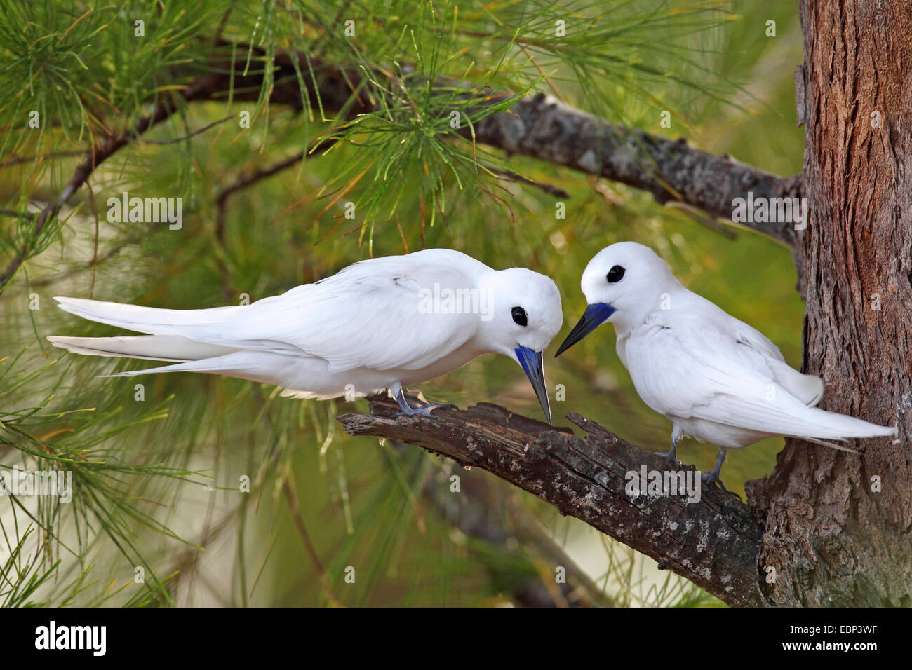 Bianco (tern Gygis alba), la coppia si siede in un albero, Seychelles, Bird Island Foto Stock