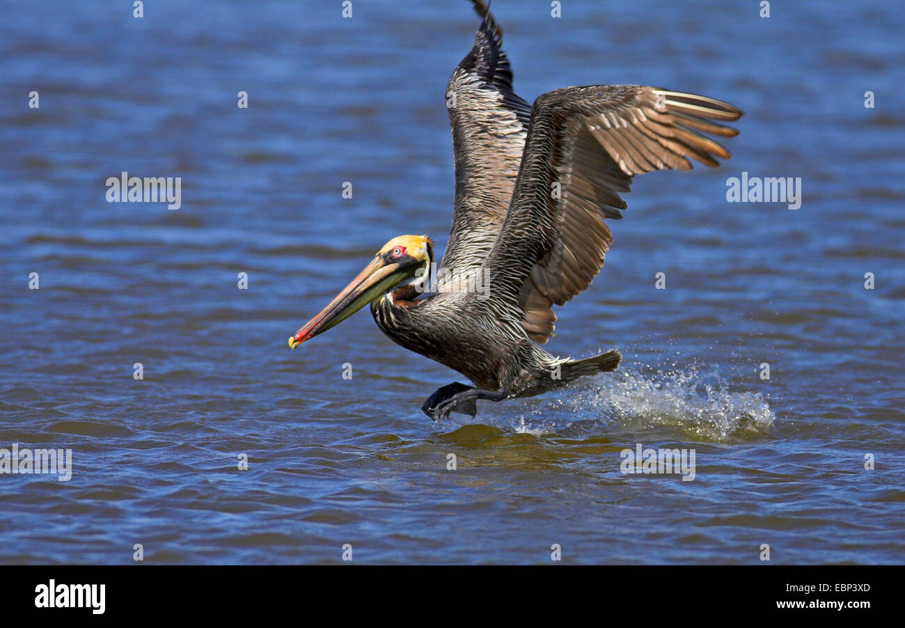 Pellicano marrone (Pelecanus occidentalis), vola fuori dall'acqua, STATI UNITI D'AMERICA, Florida Everglades National Park Foto Stock