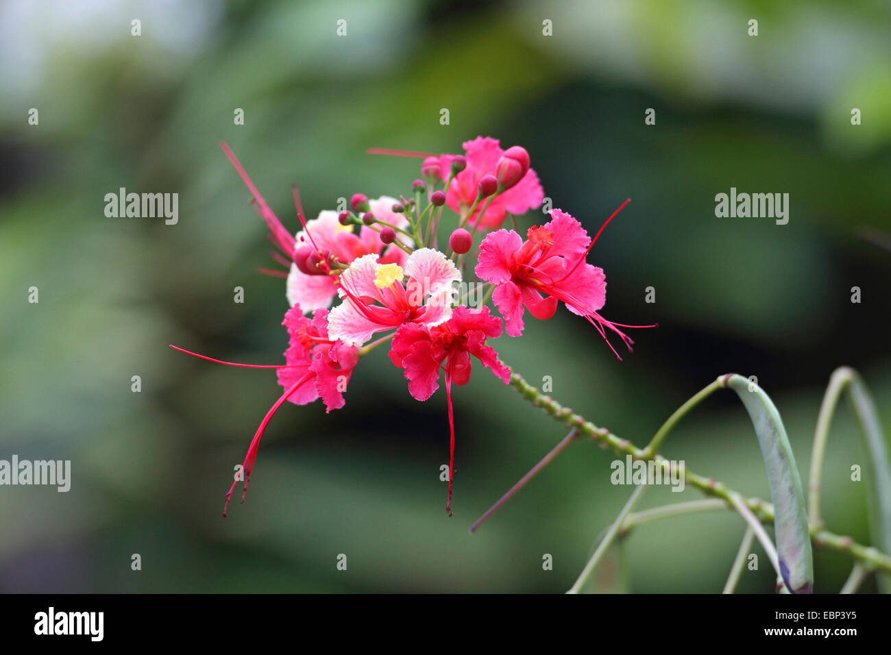 Peacock flower, Barbados orgoglio, poinciana nana, Barbados fiore-recinto, rosso degli uccelli del paradiso, rosso uccello del paradiso (Caesalpinia pulcherrima 'Rosea', Caesalpinia pulcherrima rosea), infiorescenza, Seychelles, Mahe Foto Stock