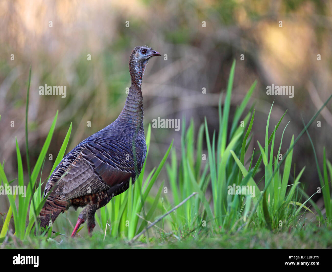 La Turchia comune (Meleagris gallopavo), maschio, STATI UNITI D'AMERICA, Florida Foto Stock