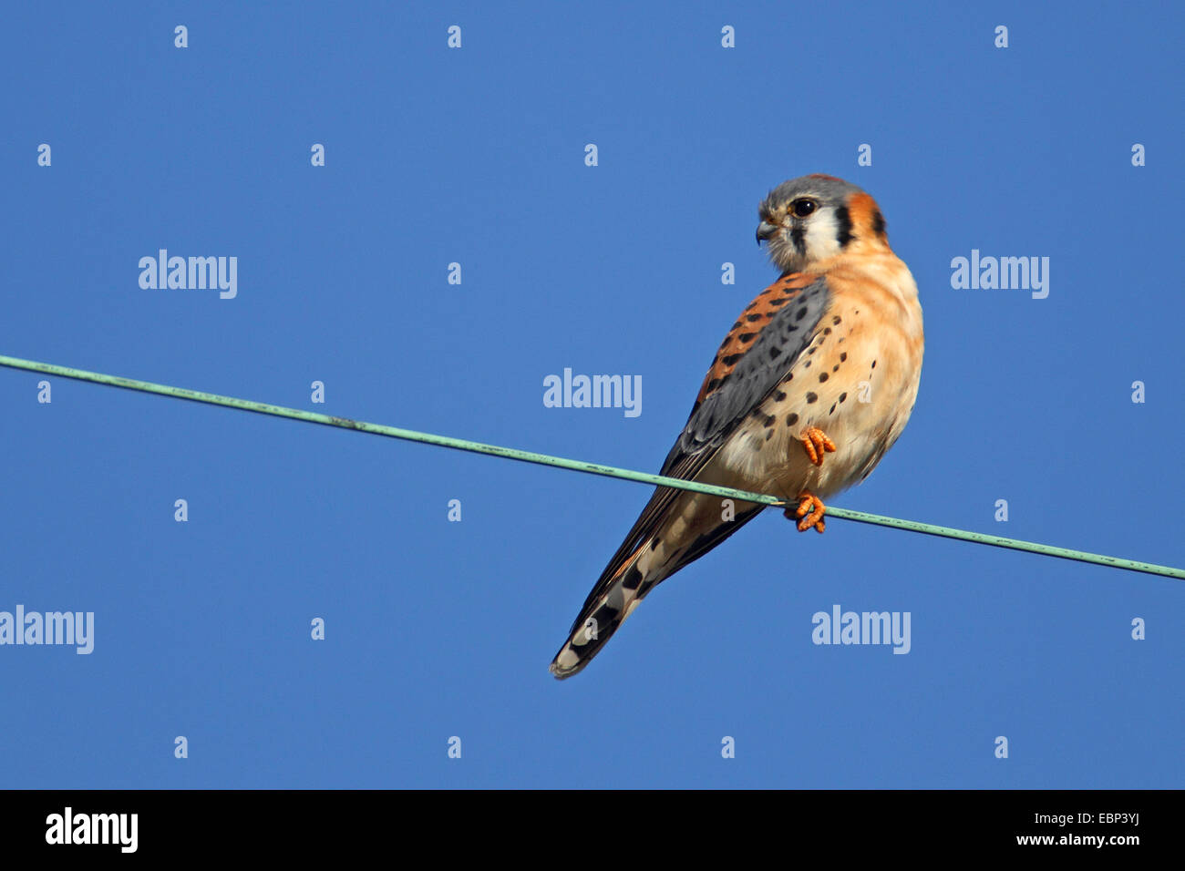 American gheppio (Falco sparverius), maschio si siede su una linea di alimentazione, USA, Florida Foto Stock