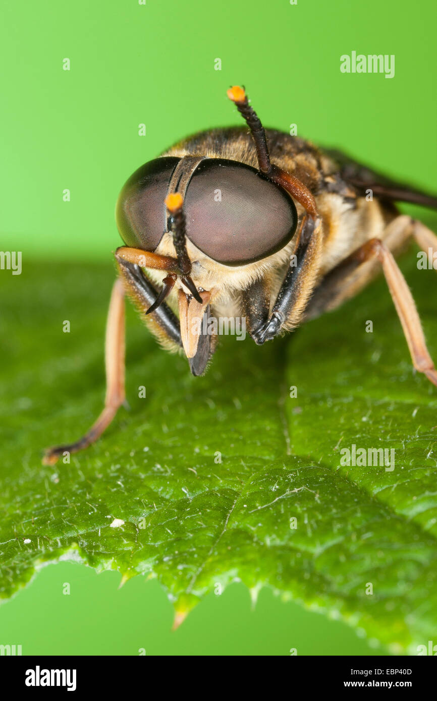 Horsefly (Tabanus sudeticus), toelettatura gli occhi con la zampa anteriore, Germania Foto Stock