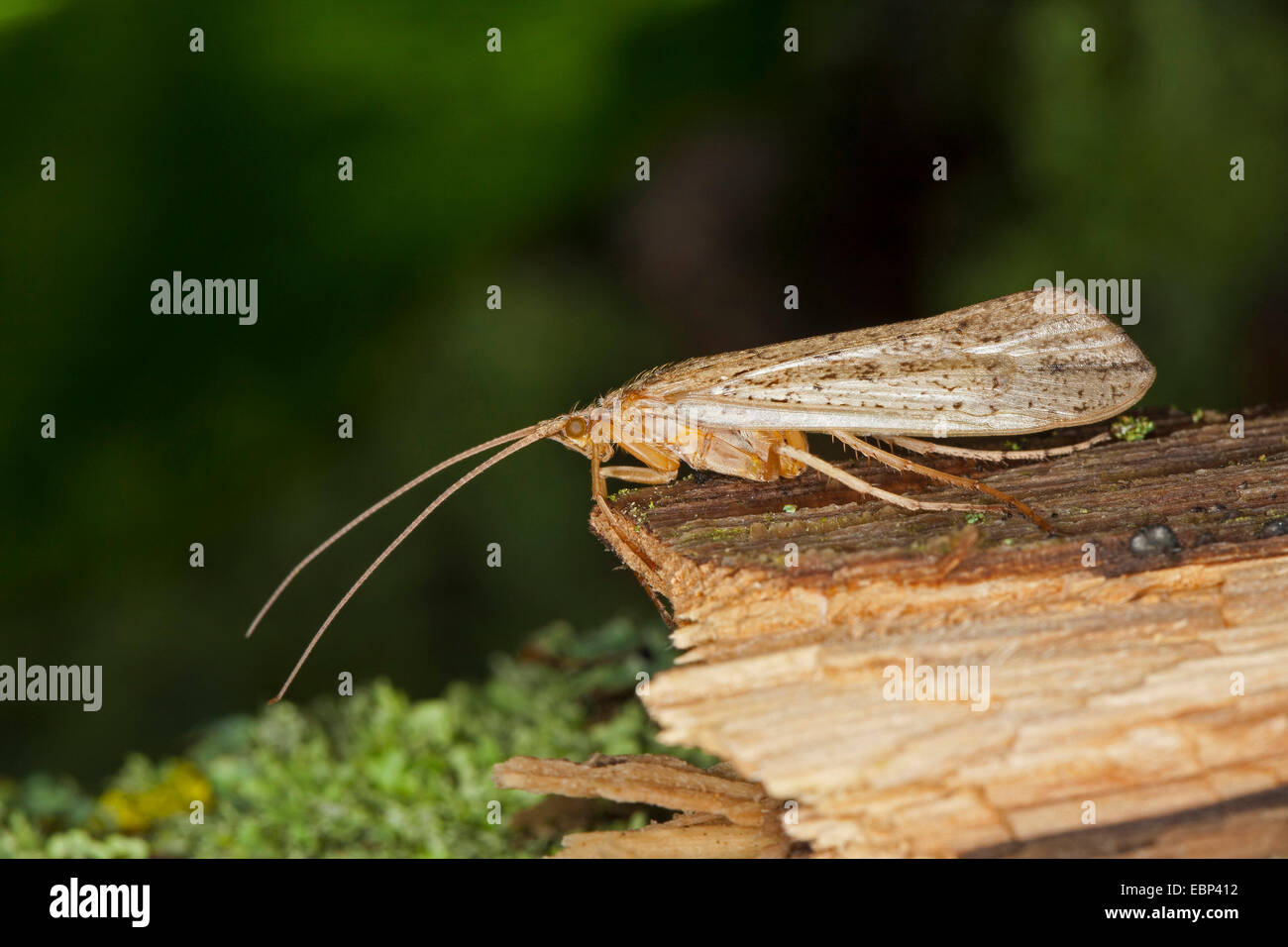 Caddis fly (Grammotaulius nigropunctatus, Grammotaulius atomarius), su un pezzo di legno, Germania Foto Stock