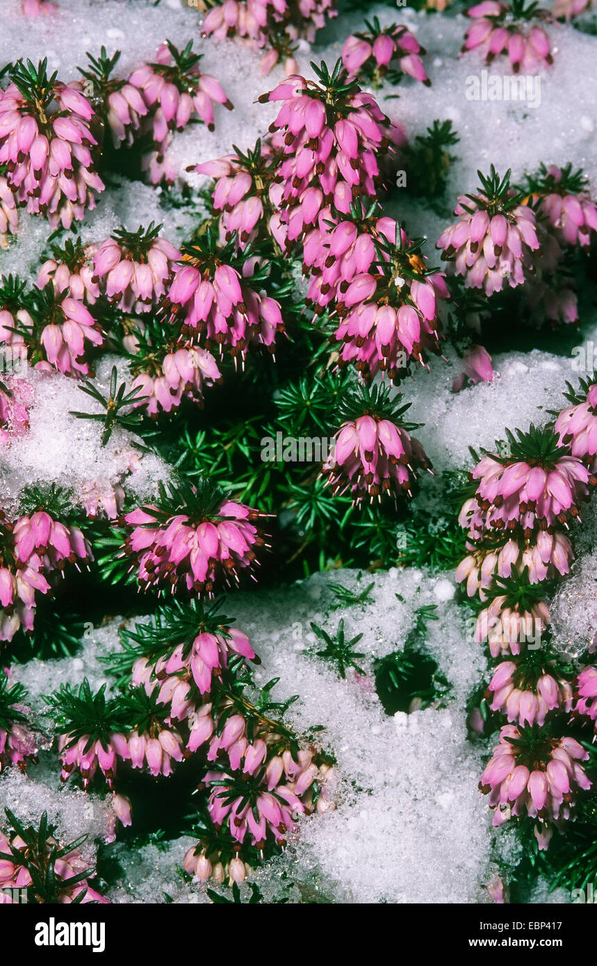 La molla di erica (Erica herbacea, Erica carnea), che fiorisce in neve, Germania Foto Stock