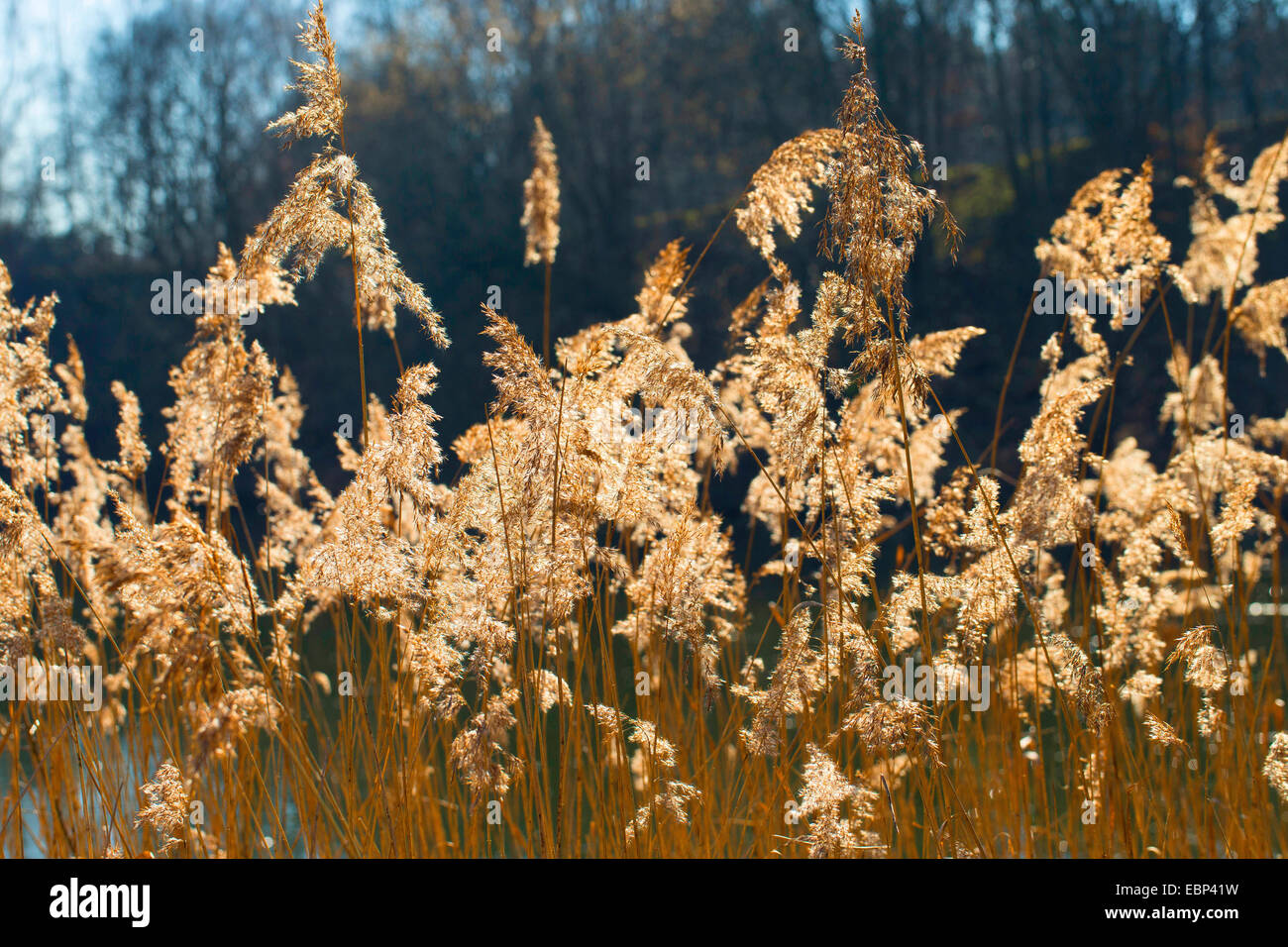Erba reed, cannuccia di palude (Phragmites communis, Phragmites australis), reed in presenza di luce solare, Germania Foto Stock