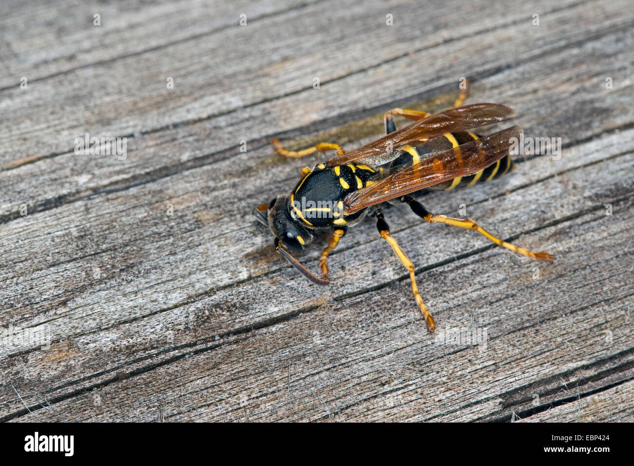 Carta wasp (Polistes nimpha, Polistes opinabilis), raccogliendo per per la costruzione del nido, Germania Foto Stock