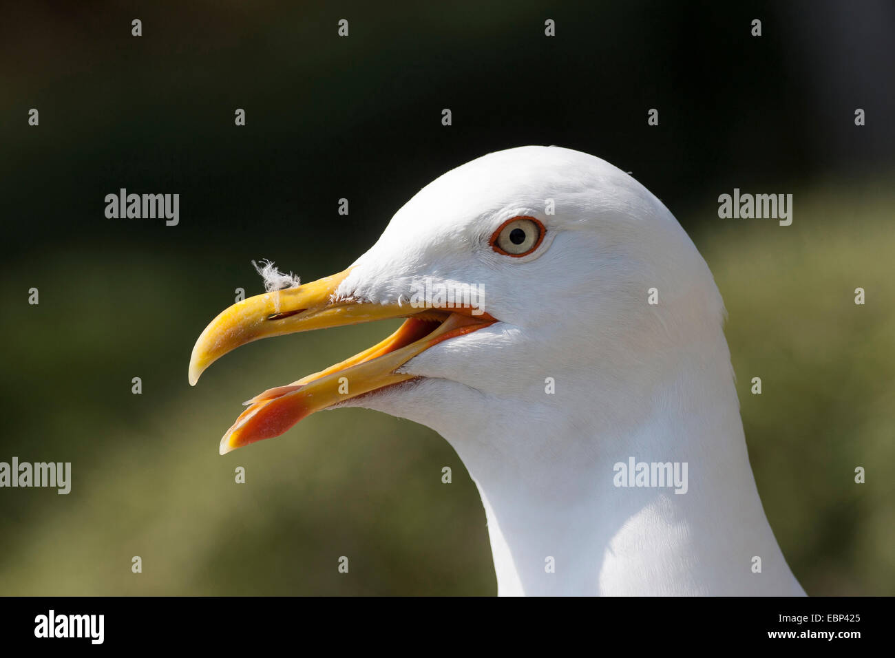 Lesser black-backed gull (Larus fuscus), chiamando, Germania Foto Stock