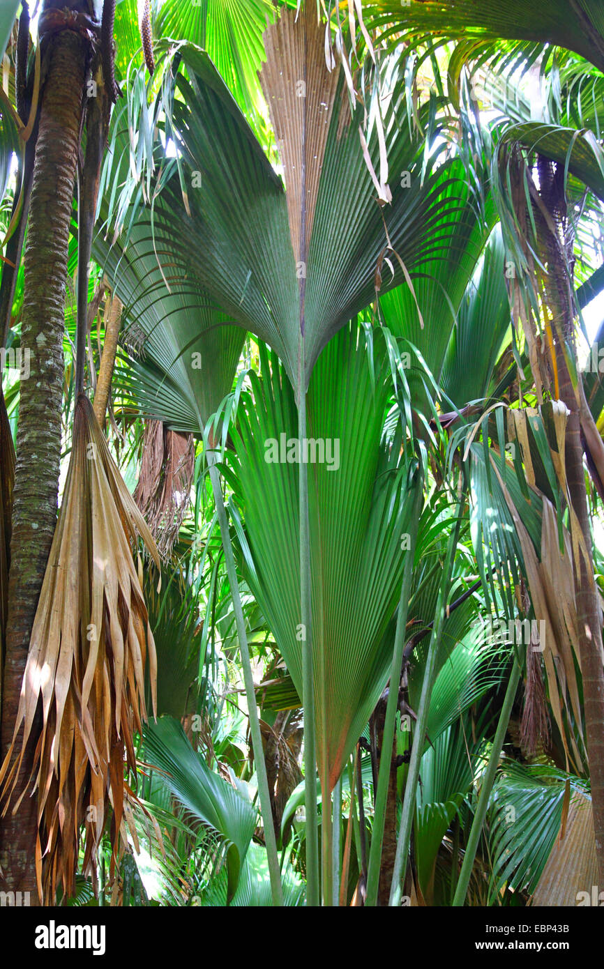 Mare; cocco Coco de Mer (Lodoicea maldivica), palme in una foresta pluviale tropicale, Seychelles, Vallee de Mai National Park, Praslin Foto Stock