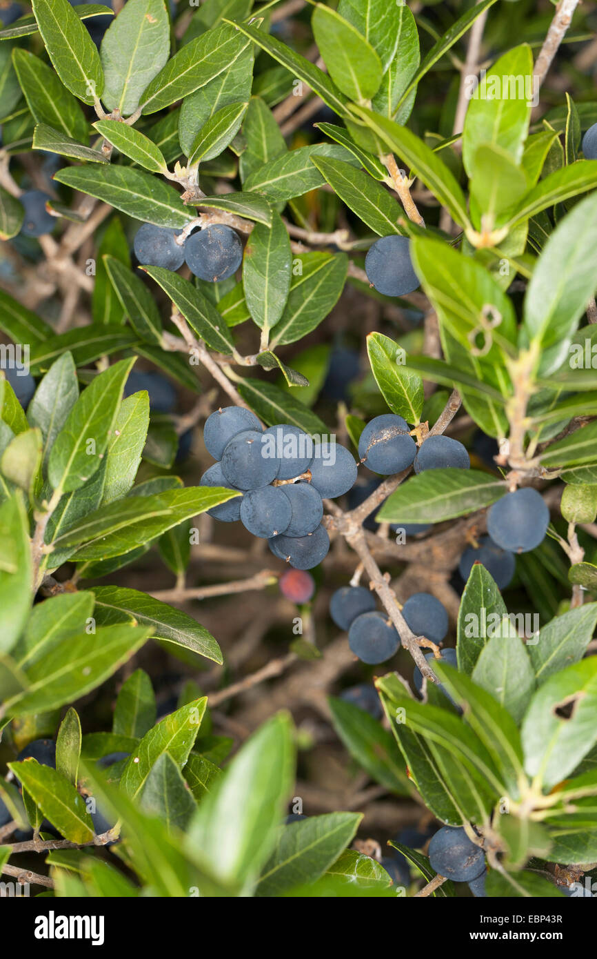 Falso oliva, Broad-Leaved Phillyrea (Phillyrea latifolia), il ramo con frutti Foto Stock