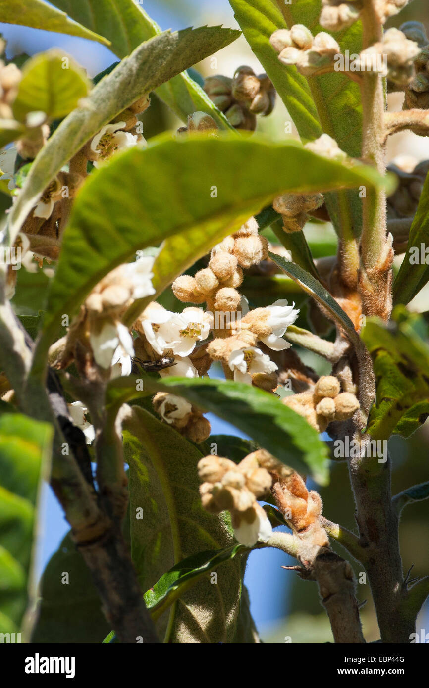 Nespole del Giappone, giapponese prugna (Eriobotrya japonica), filiale di fioritura Foto Stock