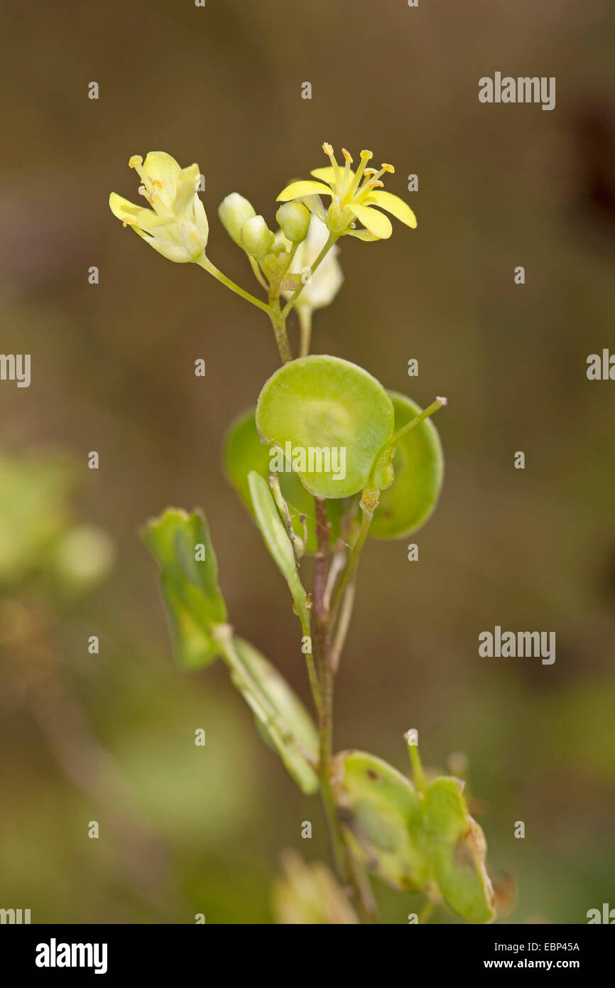 Buckler di senape (Biscutella laevigata, Biscutella valentina var. laevigata), infiorescenza, Germania Foto Stock