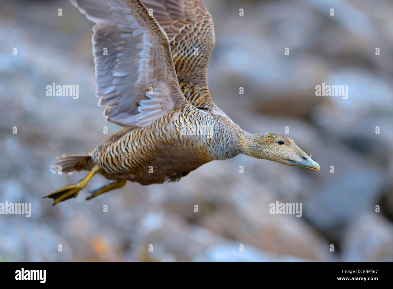 Eider comune (Somateria mollissima), femmina volanti in un ghiaione, Islanda Foto Stock