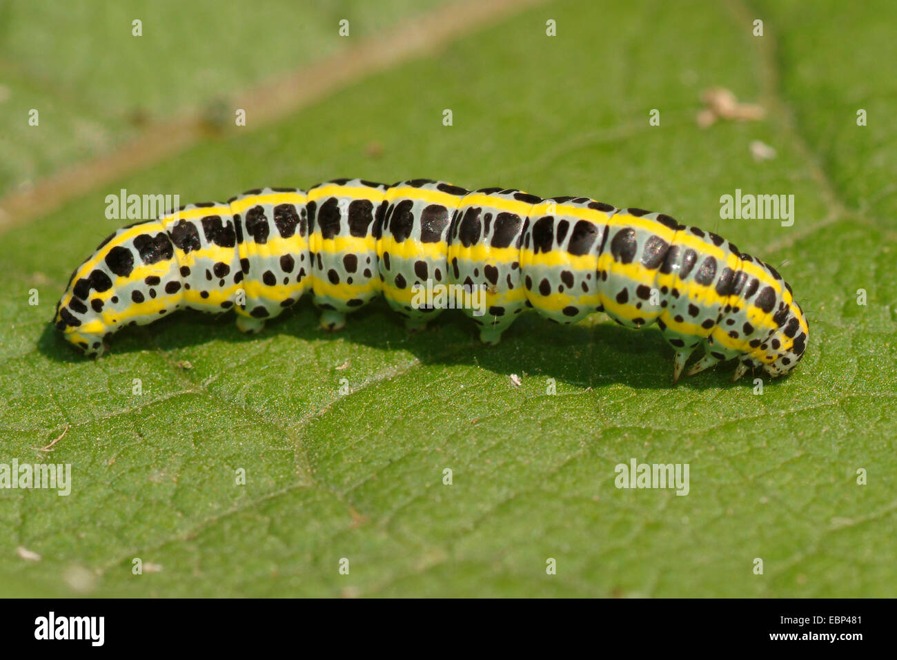 Toadflax brocade tarma (Calophasia lunula), Caterpillar su una foglia, Italia Foto Stock