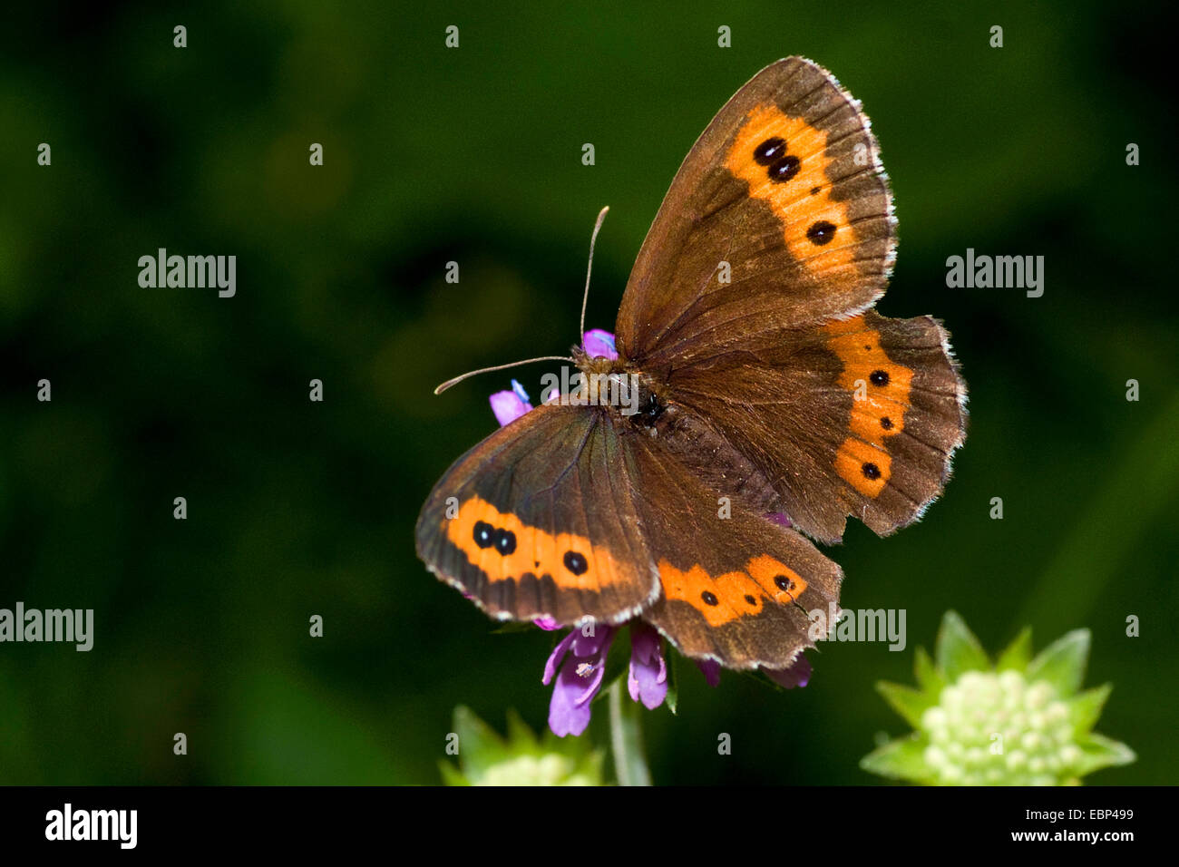 Arran brown, Ringlet butterfly (Erebia ligea), sull'infiorescenza, Germania Foto Stock