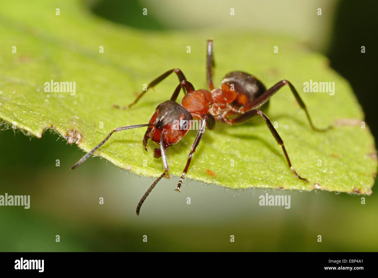 Southern wood ant, Cavallo ant (formica rufa), su una foglia, Germania Foto Stock