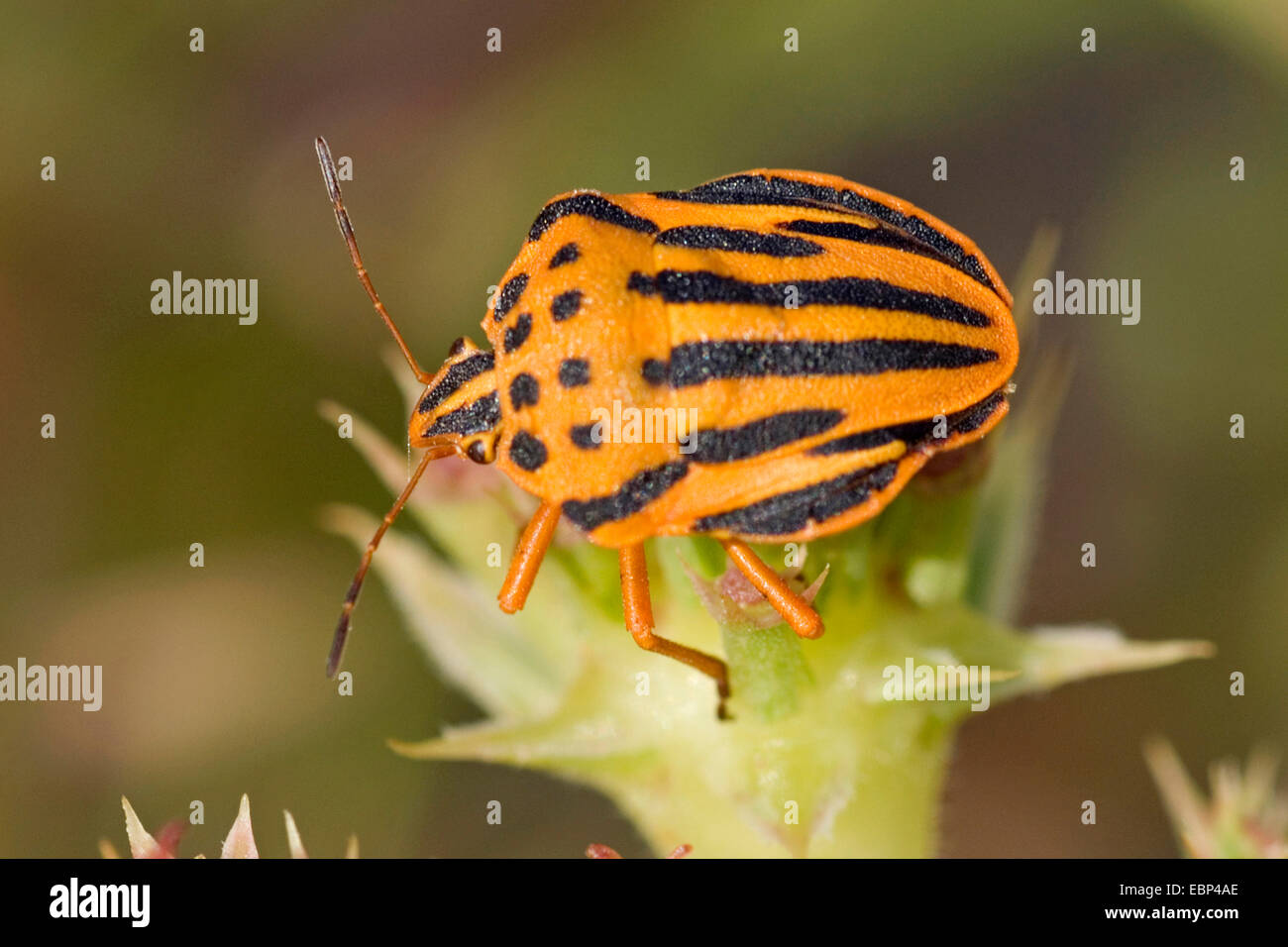 Graphosoma semipunctatum (Graphosoma semipunctatum), su un fiore, Francia, Corsica Foto Stock