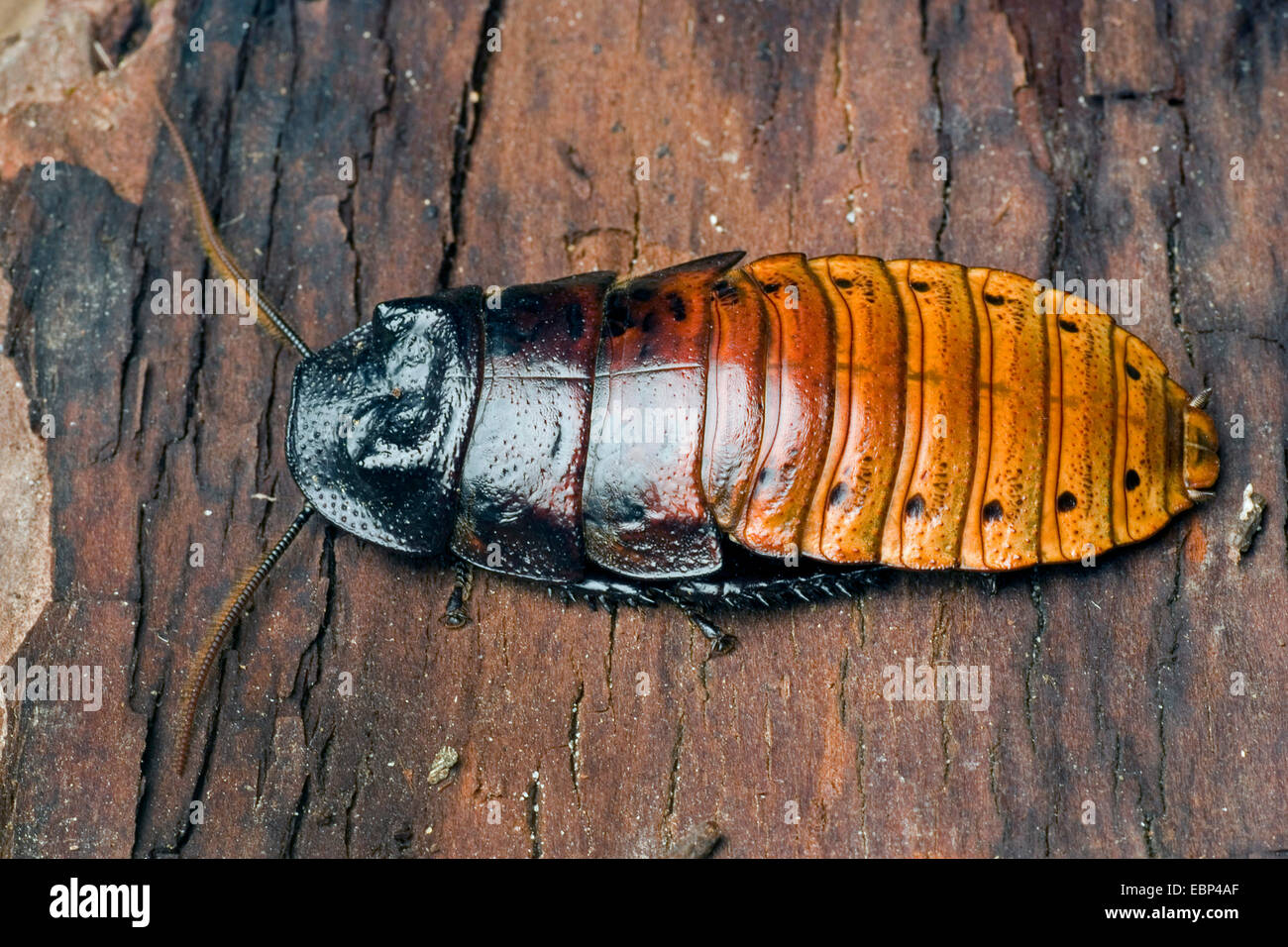 Madagascar scarafaggio sibilante (Gromphadorrhina portentosa), colore morph 'red' Foto Stock