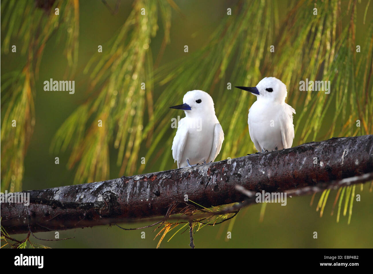 Bianco (tern Gygis alba), la coppia si siede in una lei-quercia, Seychelles, Bird Island Foto Stock