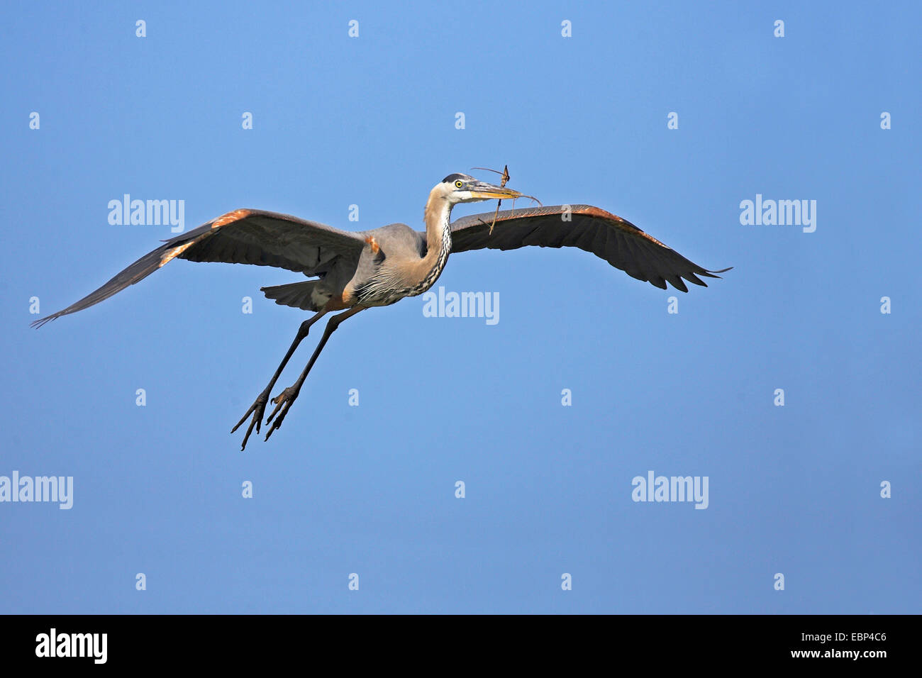 Airone blu (Ardea erodiade), vola con materiale di nidificazione in bolletta, STATI UNITI D'AMERICA, Florida Foto Stock