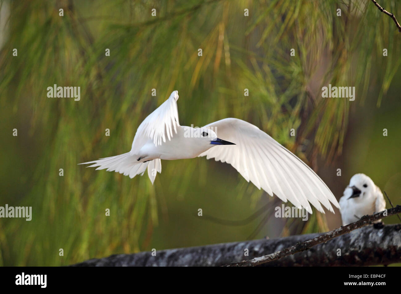 Bianco (tern Gygis alba), maschio vola lontano da lei-quercia, Seychelles, Bird Island Foto Stock