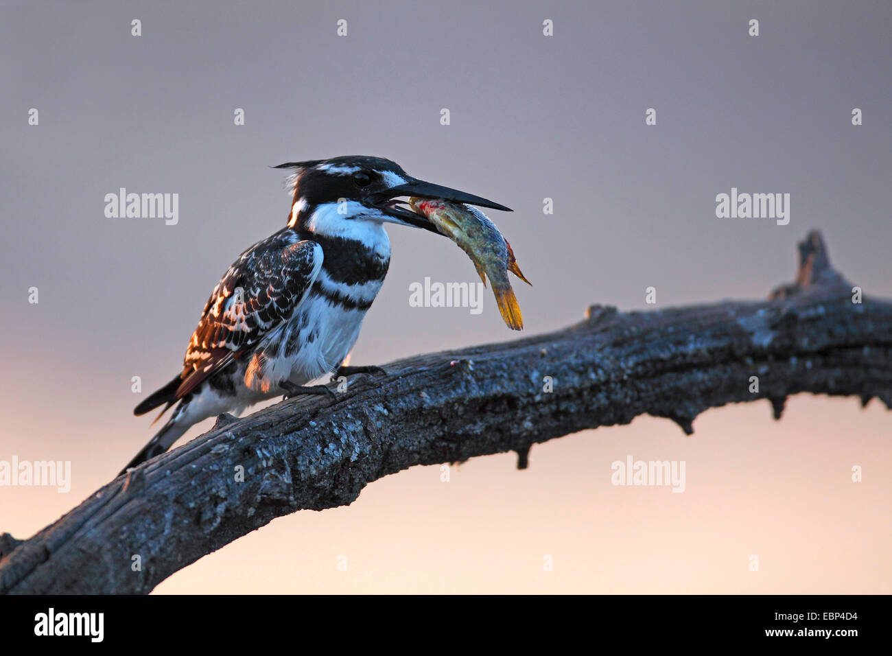 Minor pied kingfisher (Ceryle rudis), siede presso una filiale con un grande pesce nel becco, Sud Africa, Parco Nazionale di Pilanesberg Foto Stock