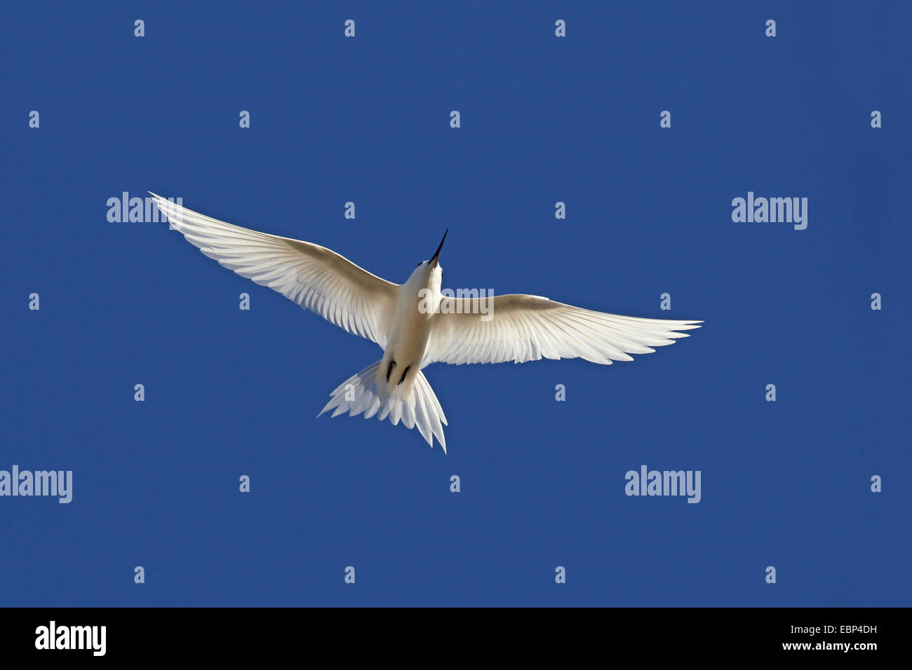 Bianco (tern Gygis alba), vola in un cielo blu, Seychelles, Bird Island Foto Stock