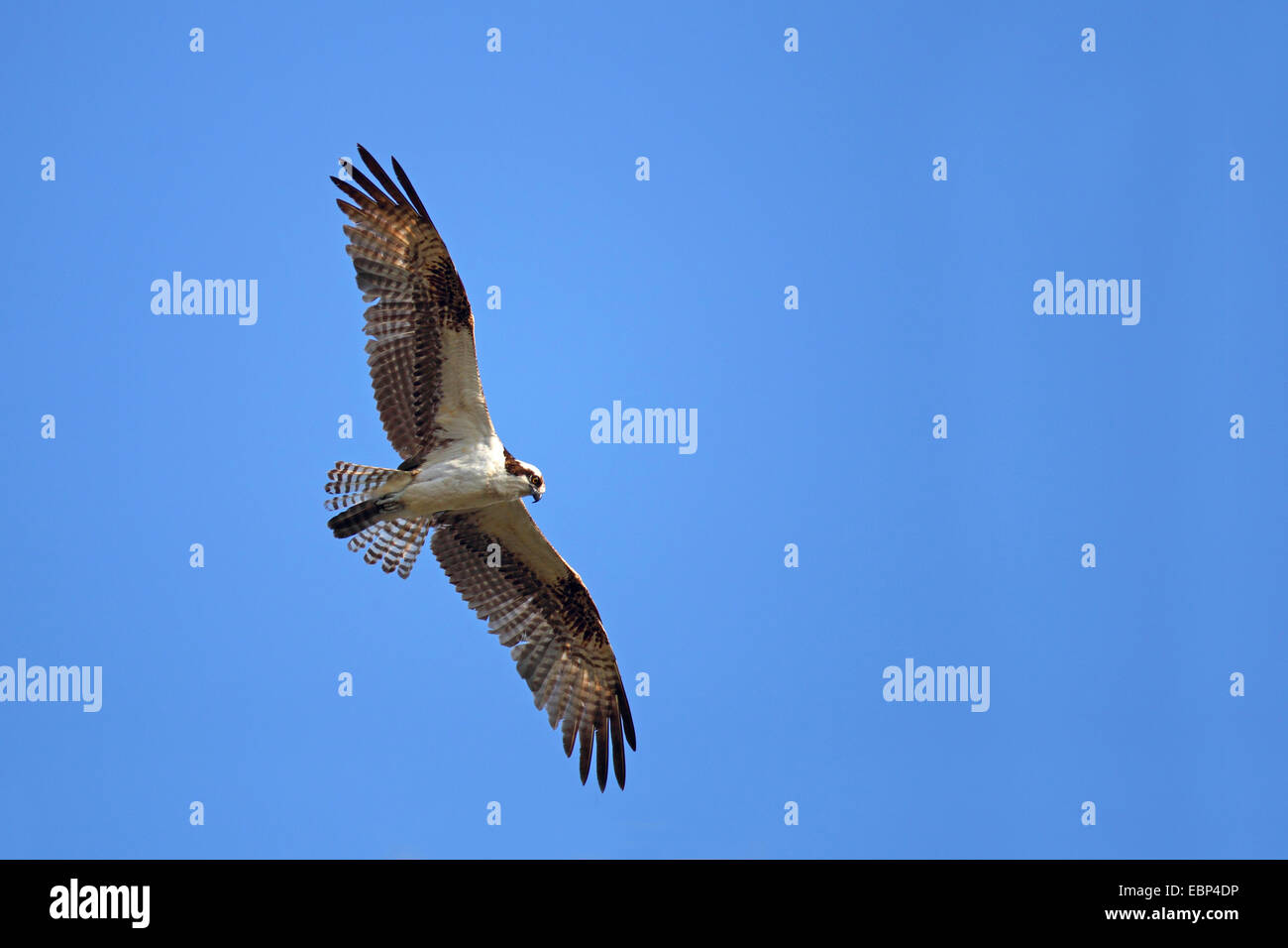 Osprey, pesce hawk (Pandion haliaetus), maschio battenti, STATI UNITI D'AMERICA, Florida Foto Stock