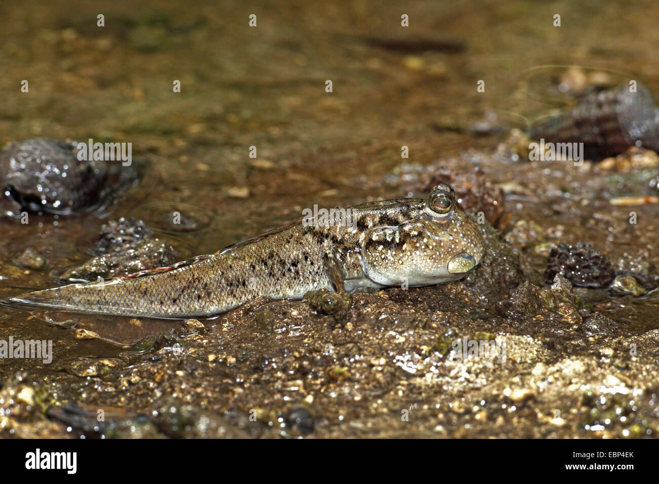 Mudskippers, Mudhoppers, arrampicata-pesci (Periophthalmus spec.), a piena lunghezza-ritratto, Seychelles, Mahe Foto Stock