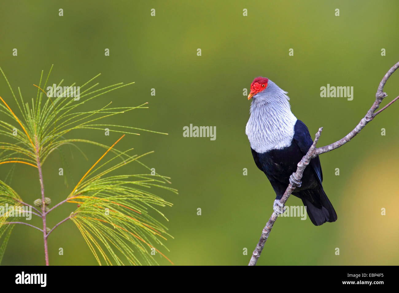 Seychelles piccione blu (Alectroenas pulcherrima), seduta su una lei-oak, Seychelles, Praslin Foto Stock