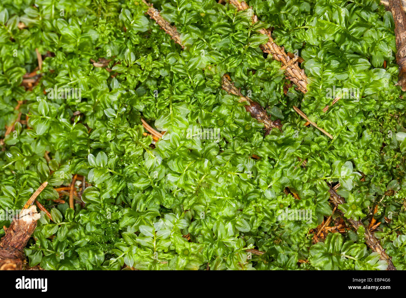 Il timo-moss (Plagiomnium, affine affine Mnium, Mnium cuspidatum), Germania Foto Stock