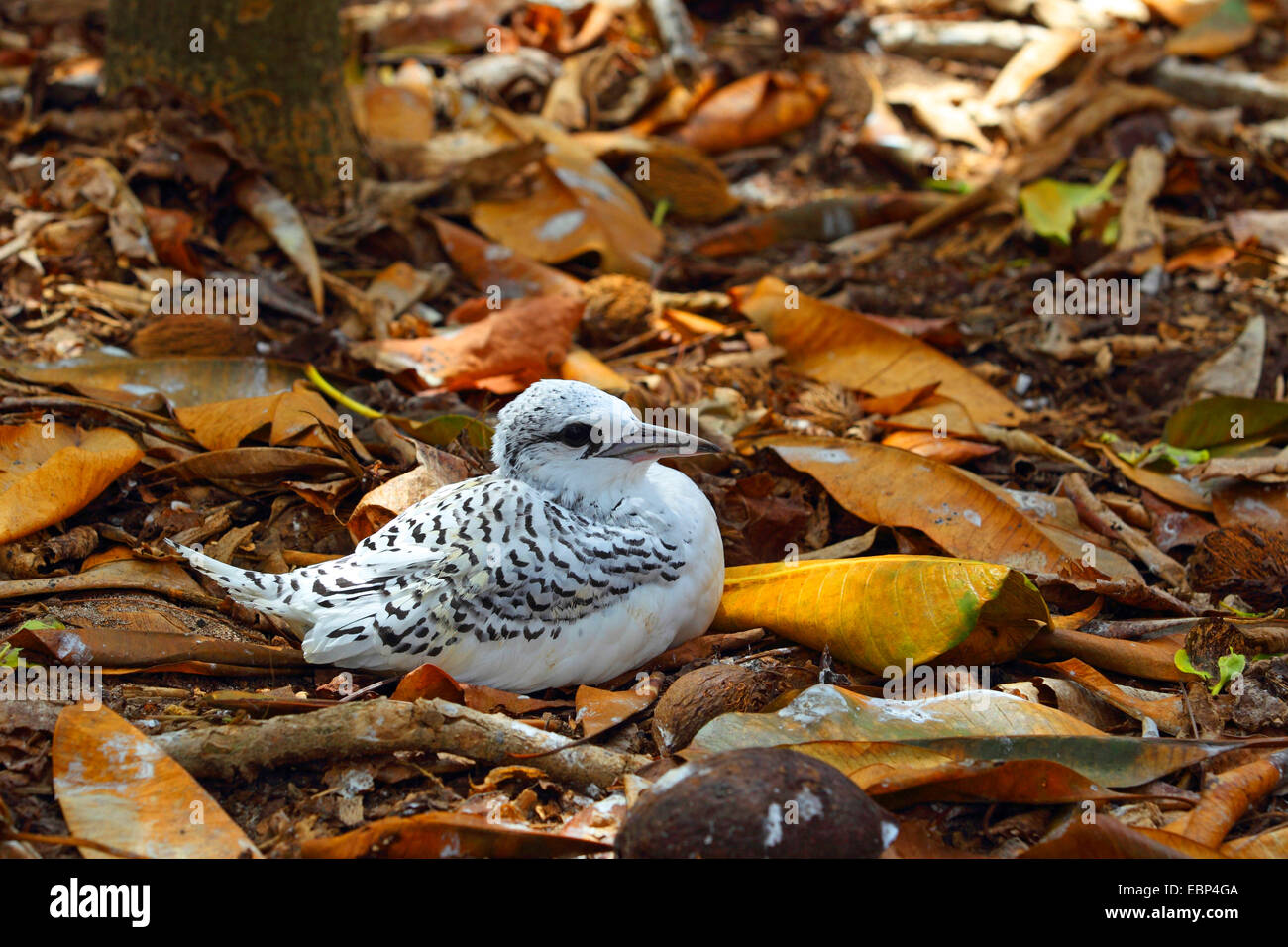 White-tailed Tropic Bird (Phaethon lepturus), quasi fledged capretti bird seduta sul nido, Seychelles, cugino Rock Foto Stock